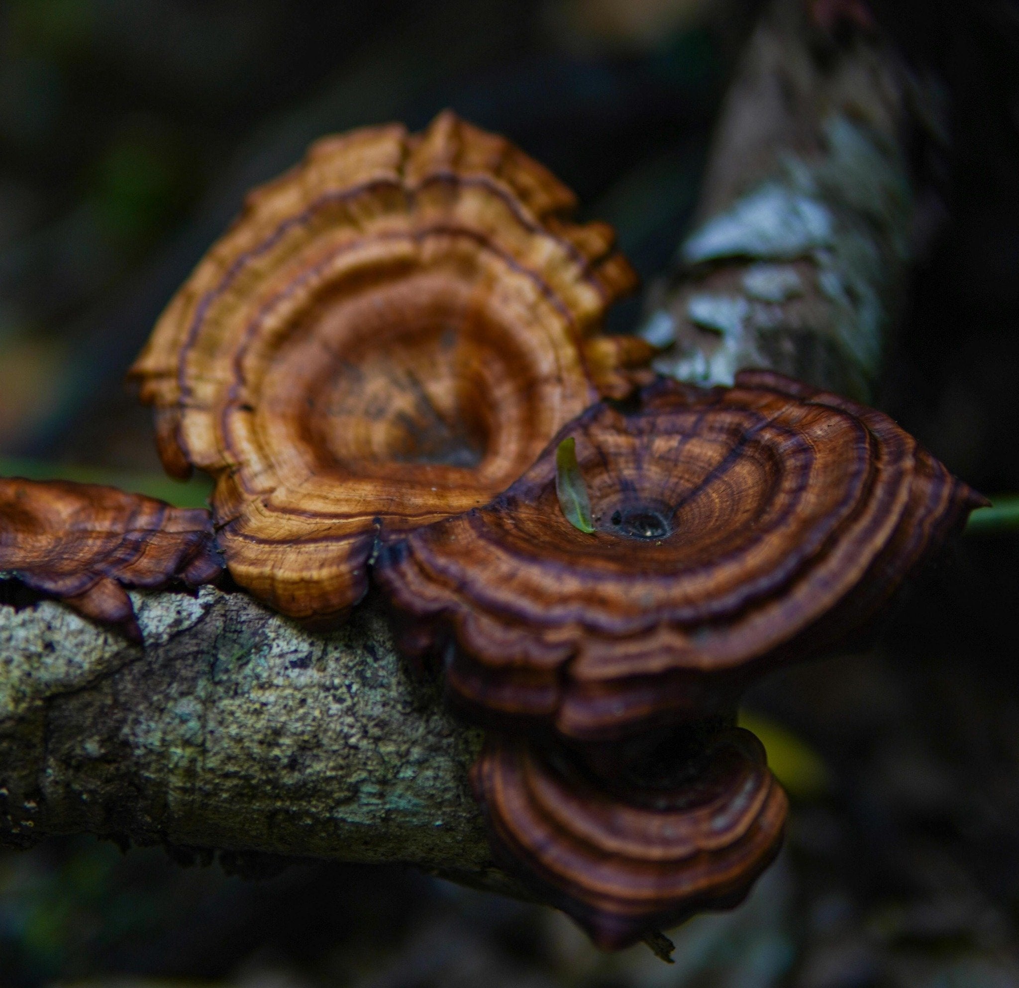 Close-up of Reishi mushrooms on a tree branch with a blurred background