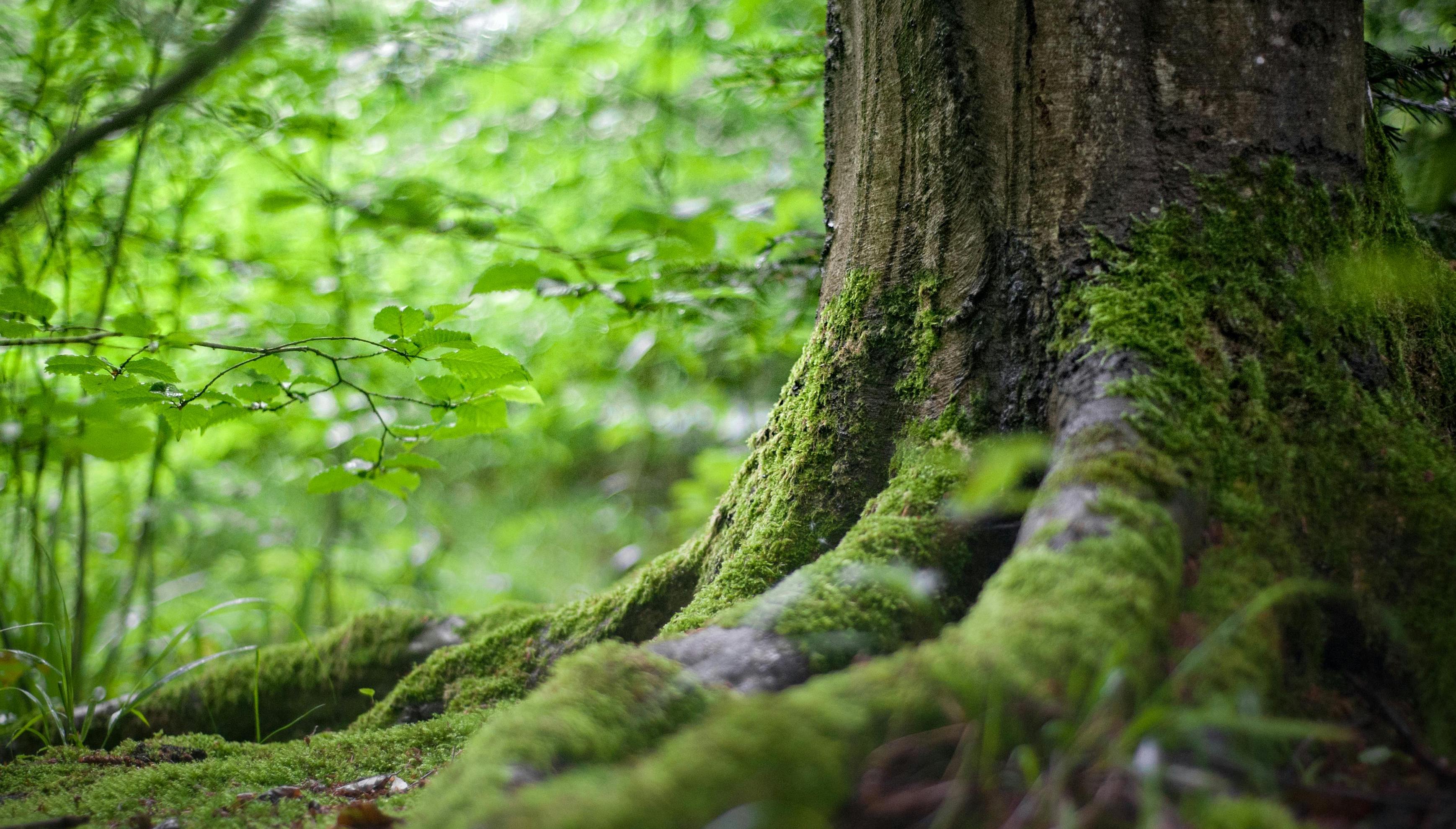 Moss-covered tree trunk in a forest